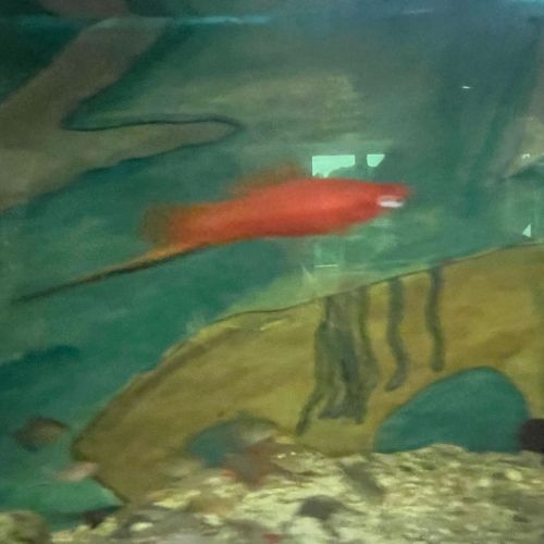 montessori-essing-fisch