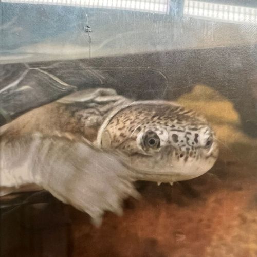 montessori-essing-shiggy